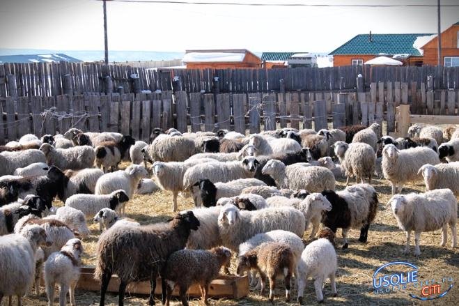 В Усольской эко-деревне разводят овец бурятской породы буубэй