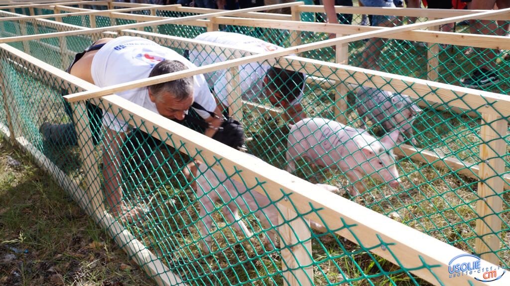 Свиные забеги в Усольском районе. Скоростное поедание сосисок. ВИДЕО