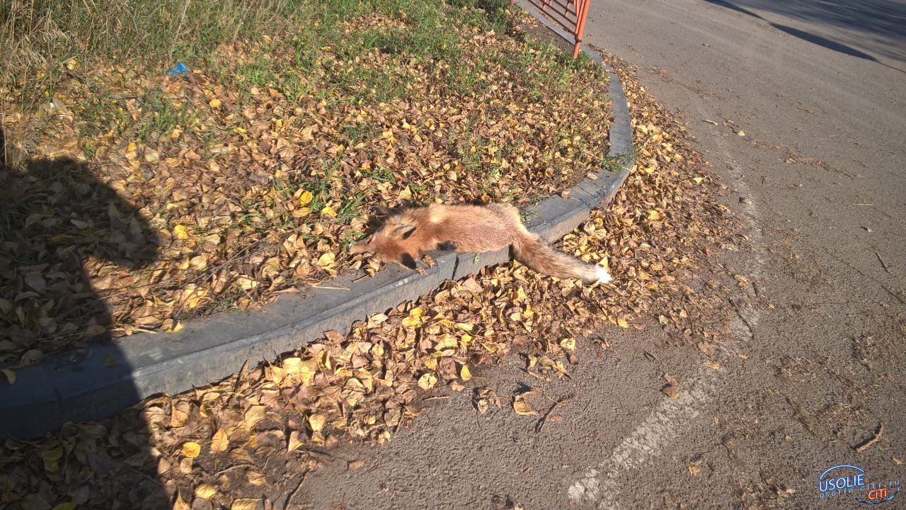 Труп лисы лежит прямо на улице Усолья