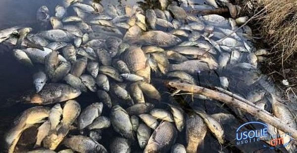 В Усольском районе рыба погибла от холода