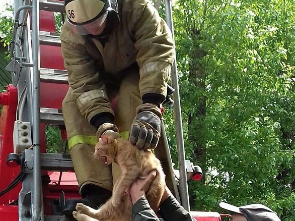 Кот восемь дней провел на дереве без еды и воды: спасение пришло от усольских пожарных