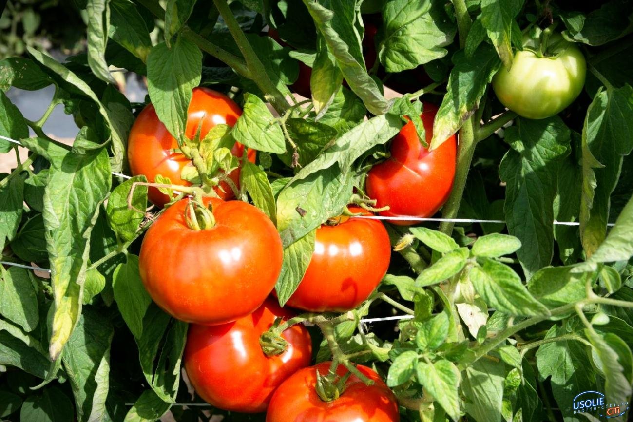 Как правильно поливать помидоры для богатого урожая в Усолье