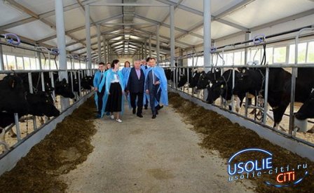 В Усольском районе открылась молочная ферма