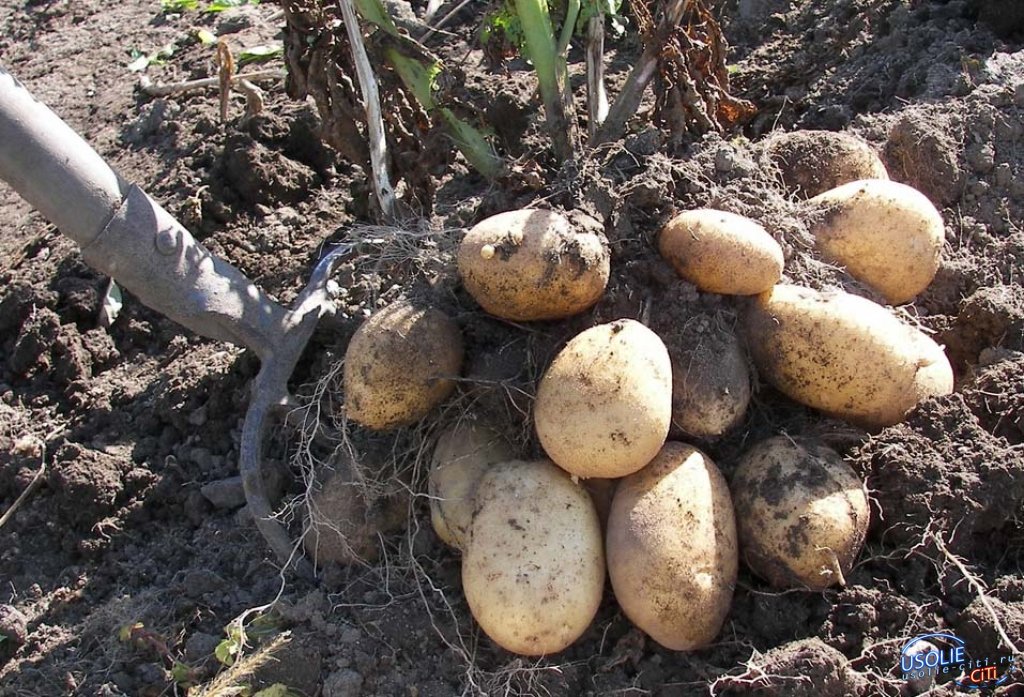 Усольчане массово ринулись копать картофель