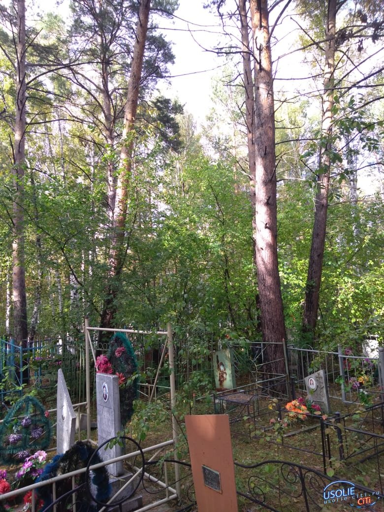 Непогода повалила деревья на усольском кладбище