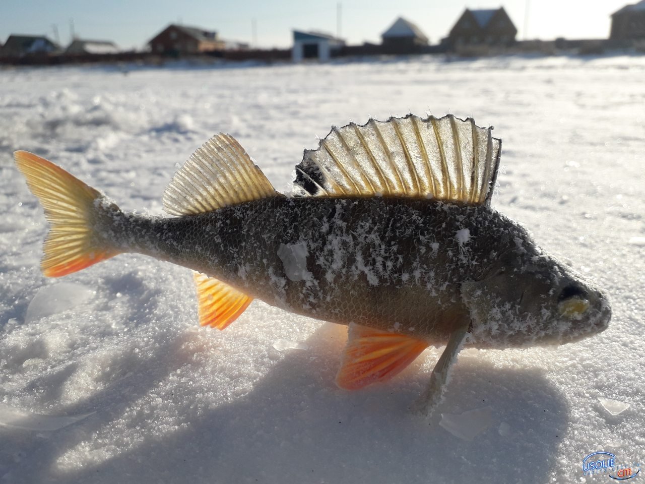 Мороз не испугал: Михаил Ерофеев собрал рыбаков из Усольского района