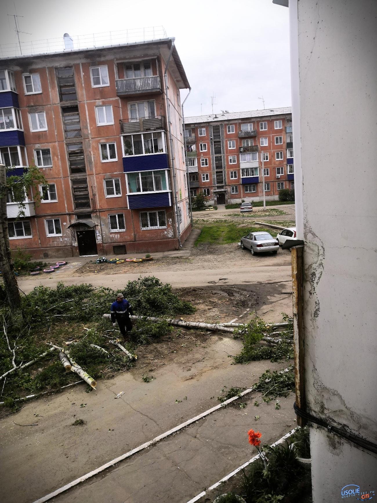 В Усолье подпиленный тополь упал на пятиэтажный дом » Городской портал  Усолье-Сибирское