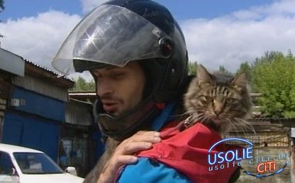 Пушистый байкер. Житель Усолья ездит на мотоцикле с котом