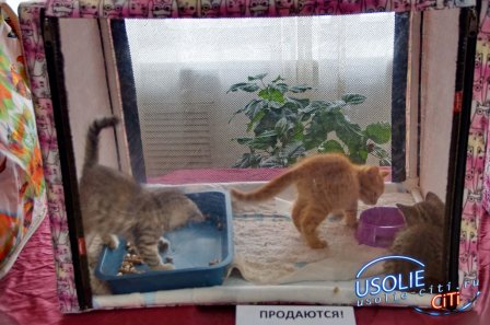 В Усолье состоялась выставка кошек