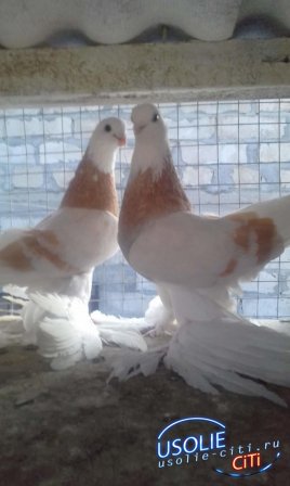 Выставка голубей прошла в Усолье