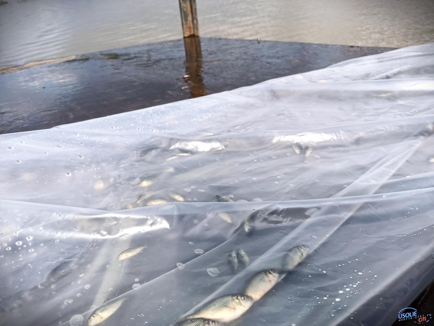 Перепелкин будет охранять: В Усолье в Ангару выпустили мальков рыб ценных пород