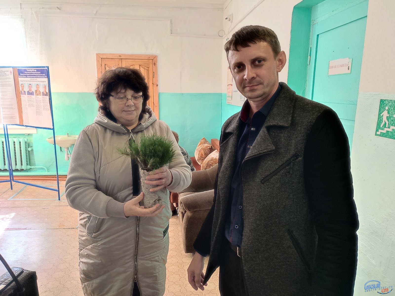 Кедры из Калининградской области высадили в Усолье