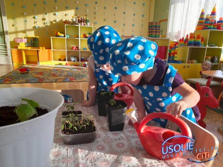 Усольский детский сад № 39: Огород – дел невпроворот