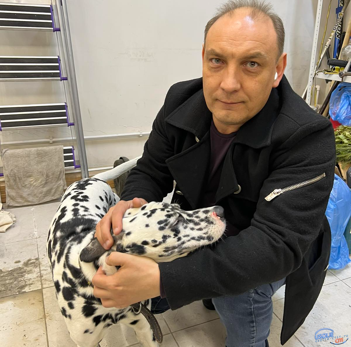 Мэр Усолья спас далматинца от разъяренных собак