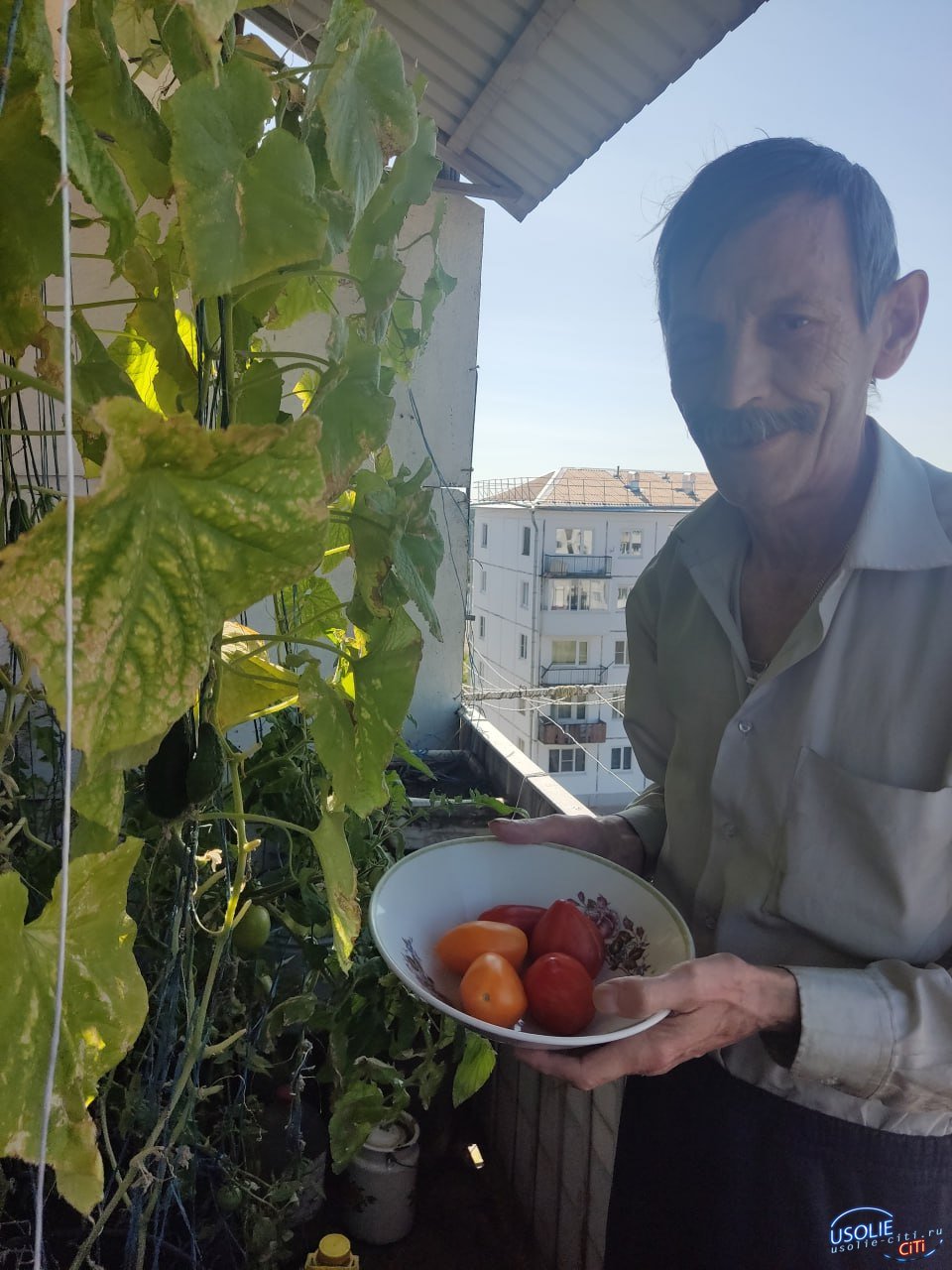 Житель Усольского района выращивает овощи круглый год