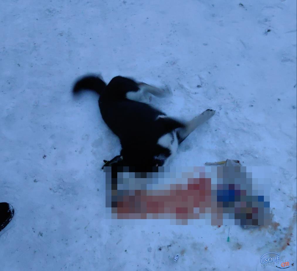 Догхантеры отравили собак в Усольском районе