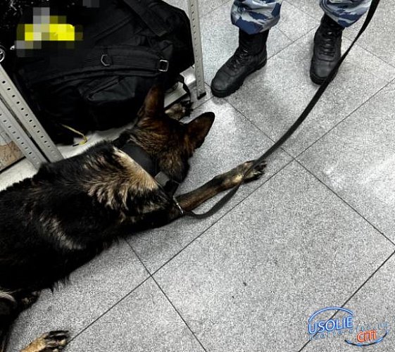 В Иркутске пёс Тайфун  задержал жителя Усолья с наркотиками