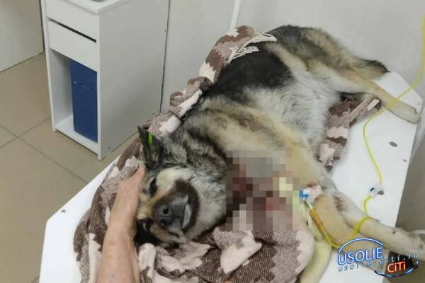 «Догхантеры вернулись?»: четырех собак с огнестрельным ранением нашли в Усолье-Сибирском
