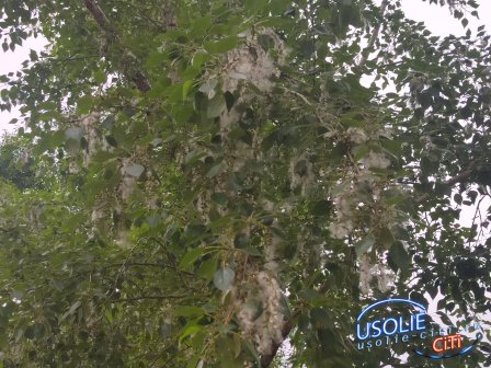 "Тополиный захват" в Усолье: способы спасения от "особо опасного" пуха