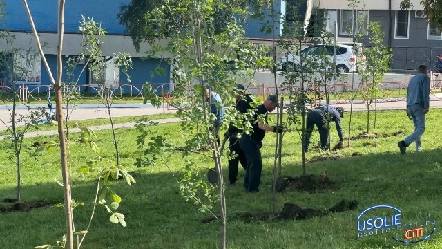 Усолье-Сибирское стало зеленее: на Комсомольском проспекте высадили 50 лип и ясеней в рамках нацпроекта