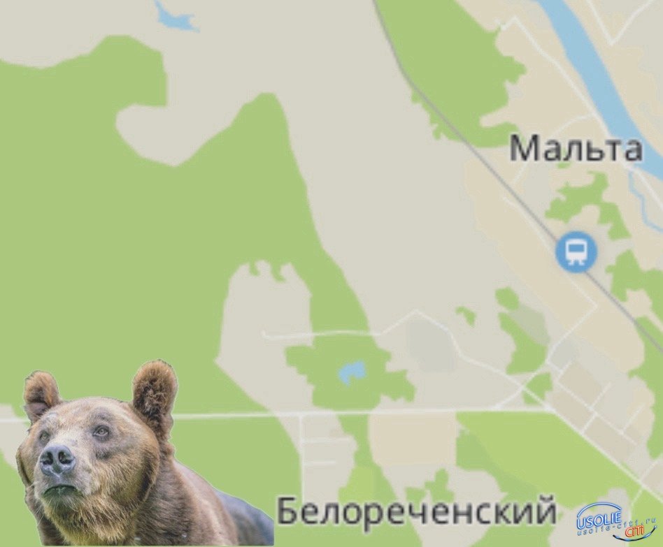 В районе Белореченского замечены следы медведя!