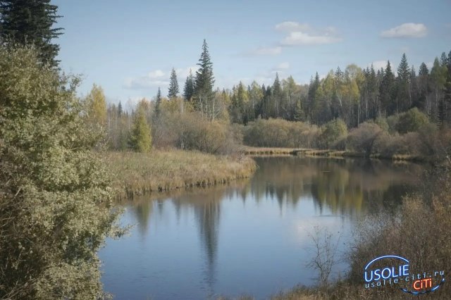 ️Медведя заметили в районе Холмушино Усольского района
